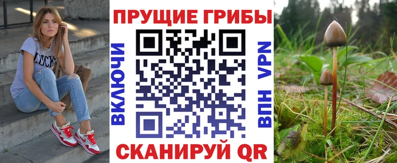 хочу   Вилючинск  darknet какой сайт  Псилоцибиновые грибы Psilocybe 